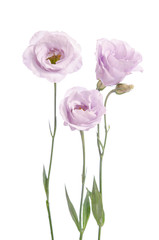 Fototapeta premium Beautiful pale violet eustoma flowers isolated on white background