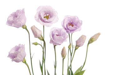 Beautiful white eustoma flowers isolated on white background