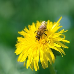 Honey bee collecting nectar on a yellow dandelion