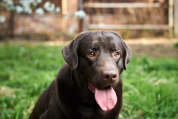 dog on nature, animal, grass