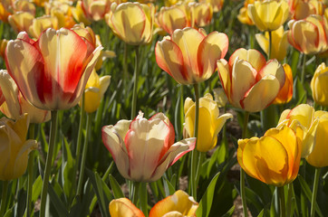 Multiple Tulips