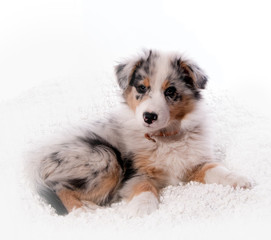 chiot berger australien