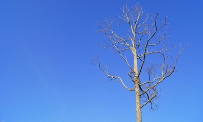 Fototapeta na wymiar Dead tree on a blue sky background
