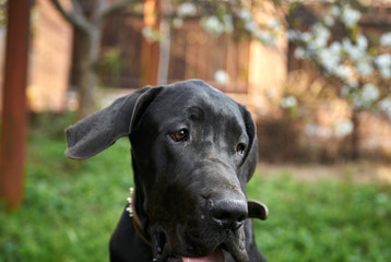 thoroughbred dog for a walk, animal, collar