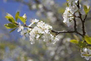 Fototapeta premium Cherry blossoms on a tree, springtime