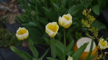 Yellow tulip 3