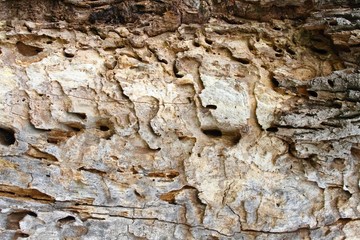 Damaged old tree trunk by woodworm & woodpecker 