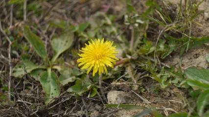 Dandelion flower yellow 2