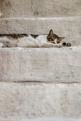 Chat dormant sur escalier