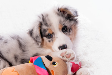 chiot berger australien et son jouet