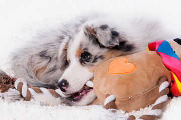 chiot berger australien et son jouet