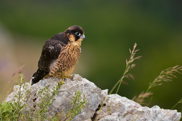 falcone pellegrino (Falco peregrinus) giovane ritratto