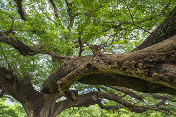 Fototapeta na wymiar branch of big tree