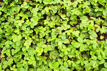 Strawberry natural texture. Strawberries bushes green leaves background.
