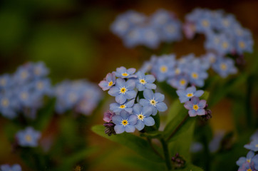 Vergissmeinnicht im Park
