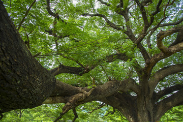 Fototapeta na wymiar branch of big tree