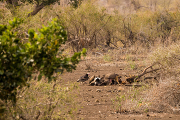 Vultures and Jackal with Prey in Savannah, Kruger Park, South Africa, Africa