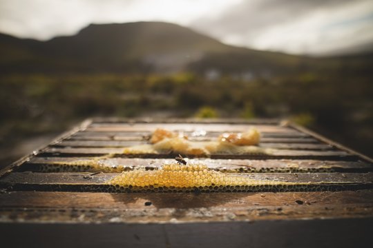 Close up of beeswax on honeycomb