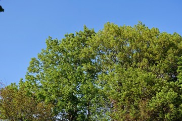 多摩の新緑
