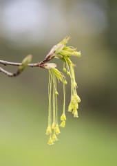Sugar Maple Mast Seeds and Leaf Buds