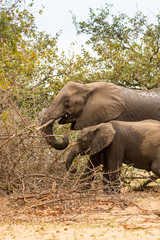 Mother with Baby Elephant Feeding in Bush, Kruger Park, South Africa, Africa