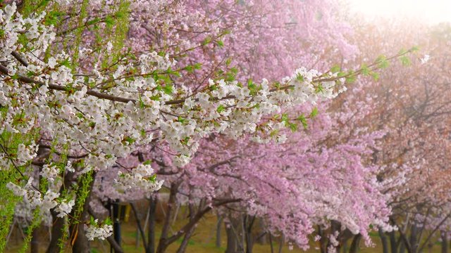 Cherry blossom tree in spring time in Seoul , Korea