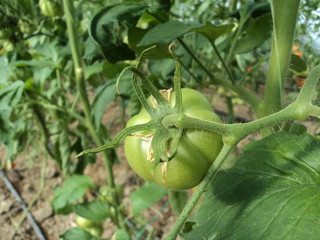 greenhouse, green, plant, food, tomato, immature tomato, vegetable
