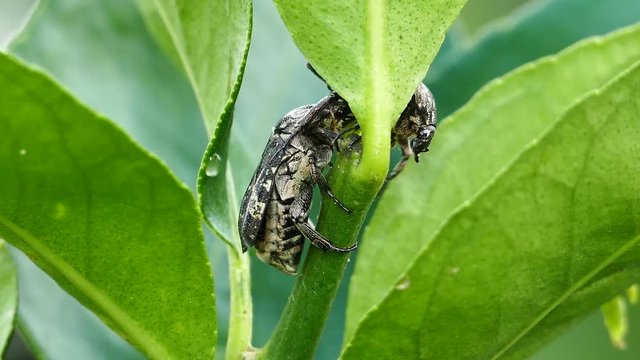 Fight of beetle (Protaetia acuminata) for food, larvae of insects, on plant.