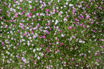 little Pink and white Flowers field background