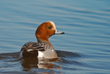 Fischione (Anas penelope) maschio - ritratto