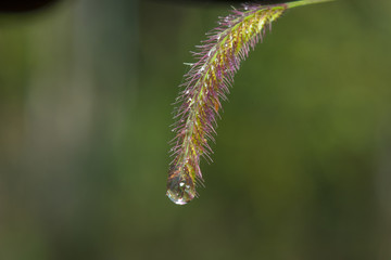 abstract flower in nature field