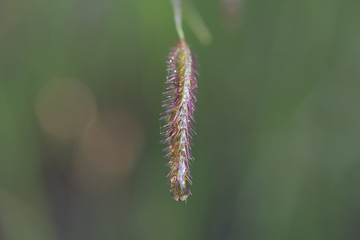 abstract flower in nature field