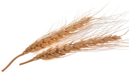 Barley rice on a white background
