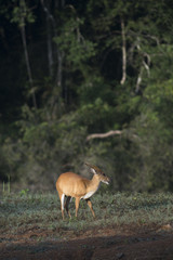 Obraz na płótnie Canvas the barking deer in Khao Yai National Park