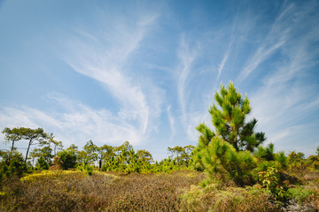 Obraz premium Beautiful pine forest and meadow in Phu Kradung, Thailand.