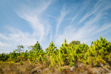Fototapeta na wymiar Beautiful pine forest and meadow in Phu Kradung, Thailand.