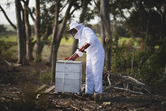 Beekeeper working on honeycomb at apiary