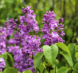 Beautiful Lilac flowers closeup