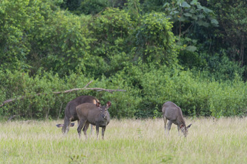 Fototapeta premium group of sambar deer in Khao Yai National Park, Thailand