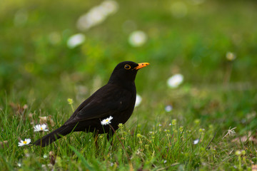 merlo (Turdus merula) maschio sul prato - ritratto