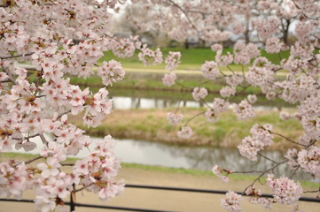 京都加茂川の桜