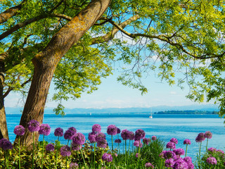 Ferien Sommerzeit am schönen Bodensee  - obrazy, fototapety, plakaty
