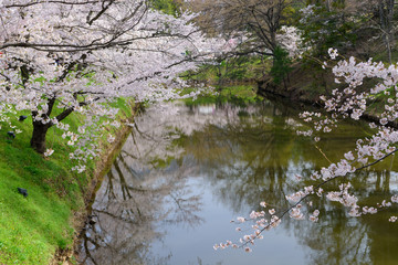 長野　上田城址公園の桜