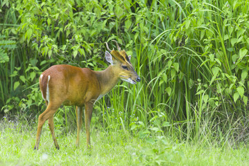 Muntiacus muntjak or fea's barking deer or so called fea's muntjac with flowers in backgound