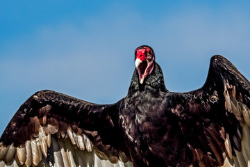 Black Vulture Wings and Beak Open