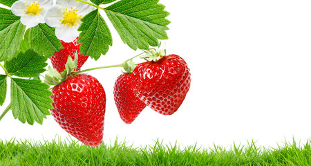 Fresh ripe red strawberry with green grass on white