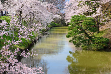 Fototapeta na wymiar 長野　上田城址公園の桜