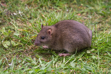 Naklejka na ściany i meble Brown Rat Portrait on Grass