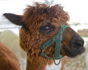 Llama alpaca head.