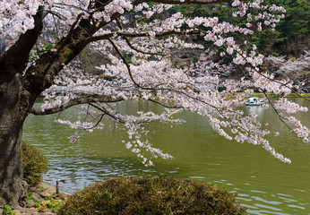 Obraz na płótnie Canvas 長野　須坂　臥竜公園の桜